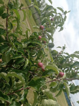 Яблоневый сад.